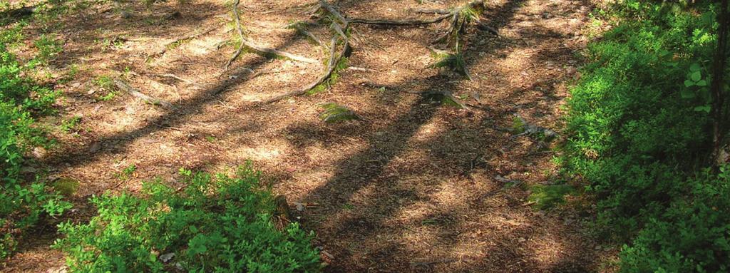 Tällaisia lajeja ovat useimmat heinät, kun taas leveälehtiset ruohot sekä varvut ovat herkempiä tallaukselle. (Aho 2005).