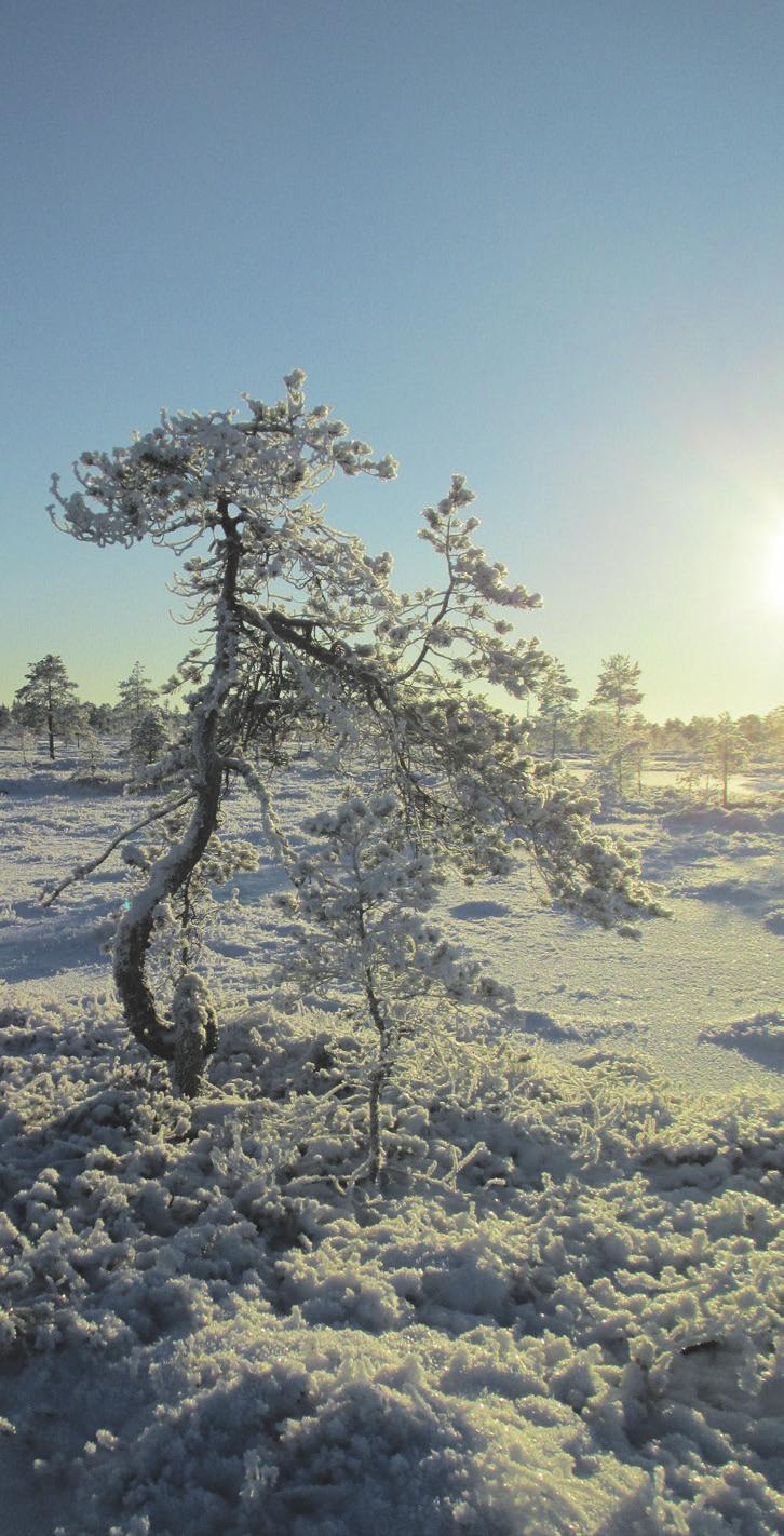 Hyvää Joulua ja Onnellista Uutta Vuotta! toivoo Karvian kunta Ta m miku u n 2018 tapaht umia Ma 1.1. Uudenvuodenpäivä Sanajumalanpalvelus klo 10 srk-talolla. La 6.1. Loppiainen Sanajumalanpalvelus klo 10 srk-talolla.