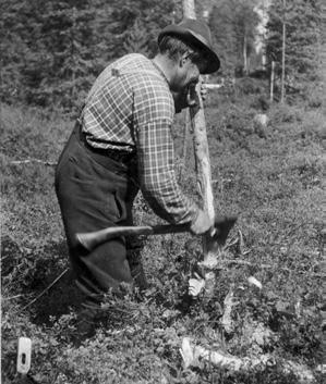 Mittapaalu syntymässä, Pudasjärvi 1956. Aholanvaaran isojako pyykitysvaiheessa, Kuolajärvi (nyk. Salla) 1935.