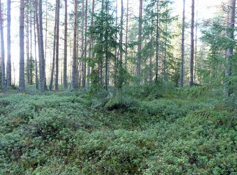 olla moderneja. Muinaisjäännösten sijaitsemisen kannalta sopiva hiekkakangas jatkuu pohjoiseen. Tämän alueen tarkastuksessa ei löytynyt muinaisjäännöksiä.