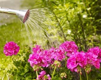 Rikkakasvien, sammalien ja levien nopeaan torjuntaan. Käyttövalmis. Hajoaa biologisesti. Tehoaineet pelargonihappo ja maleiinihappohydratsidi eivät rasita luontoa. (23,87/l). 4005240192566.