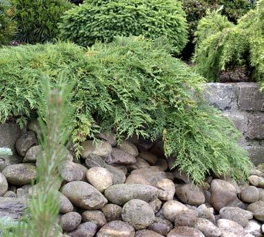 6412987678396. 40 50 CM 6412985091661. 6 95 TIMANTTITUIJA 80 100 CM PYRAMIDTUJA Thuja occidentalis 'Smaragd'. Pylväsmäinen, erittäin tiiviskasvuinen. Kaunis kasvutapa.
