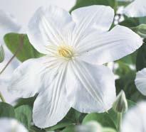 LOISTOKÄRHÖ 'VILLE DE LYON' praktklematis Clematis 'Ville de Lyon'. Vyöhyke I V. Korkeus 3 4 m.