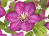 Ravinteikas, tuore, kalkittu maa. 6412986522133. 4 KÖYNNÖSRUUSU 'SYMPATHIE' KLÄTTERROS Rosa 'Sympathie'.