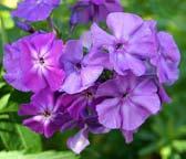 SYYSLEIMU 'OSMO HEIKINHEIMO' höstflox Phlox paniculata 'Osmo Heikinheimo'. Korkeus n. 80 cm.