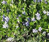 Tuore, keskiravinteinen maa. 6417481277205. JALOKURJENPOLVI 'ROZANNE' TRÄDGÅRDSNÄVA Geranium 'Rozanne'.