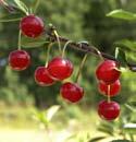 maukasta! KARVIAINEN 'HINNONMÄEN KELTAINEN' krusbär Ribes uva-crispa 'Hinnonmäen keltainen'. Vyöhyke I V. Rento-oksainen.