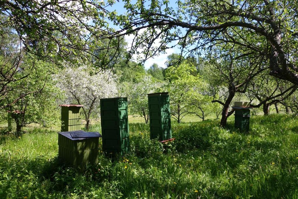 Liite 4 1 (1) Hunajantuotantopesät omenapuutarhassa