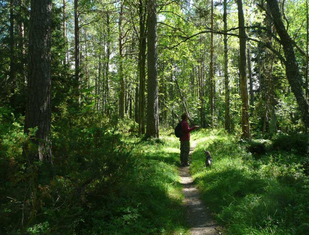 Hovioikeudenmetsä Elinympäristöjä: Metso I ja II -luokan vanha- ja runsaslahopuustoisia tuoreita ja kosteita lehtoja ja kuivahkoja,