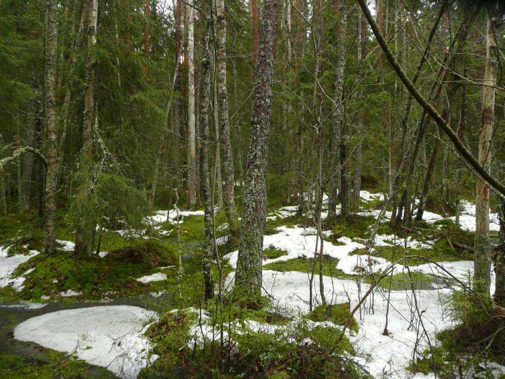 Kylälammen itäpuolen metsä Elinympäristöjä: Suoyhdistymänä erittäin uhanalainen metsäkeidas, Metso I ja II -luokan korpia ja rämeitä, Metso II- ja