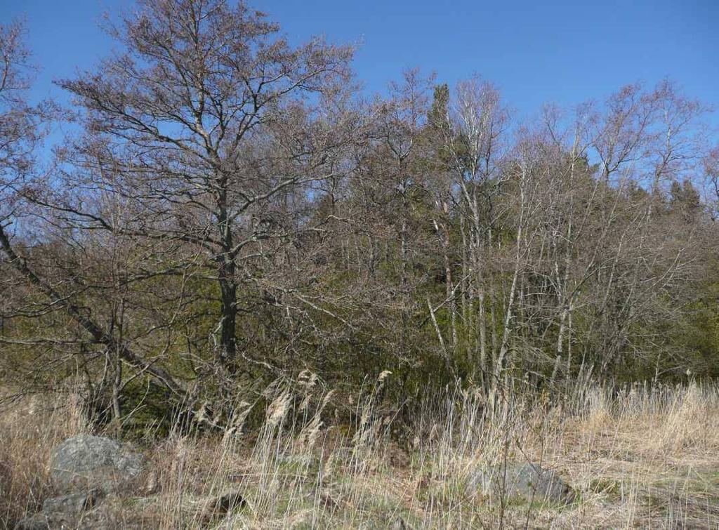 Solasaaren itäosan suot ja metsät Elinympäristöjä: Yli puolet alueesta edustaa METSO-ohjelman mukaista maankohoamisrannikon monimuotoisuuskohdetta (edustavuusluokkaa I).