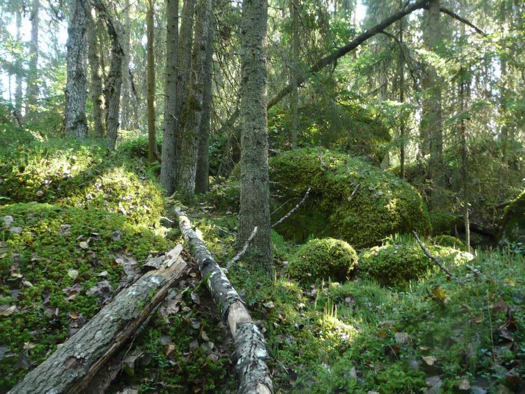 Storträsket-Furusbacken Elinympäristöjä: Metso I -luokan korpia ja lehtoja. Metso II ja I -luokan runsaslahopuustoisia kangasmetsiä. Storträsketin rehevä, umpeutuva lampi.