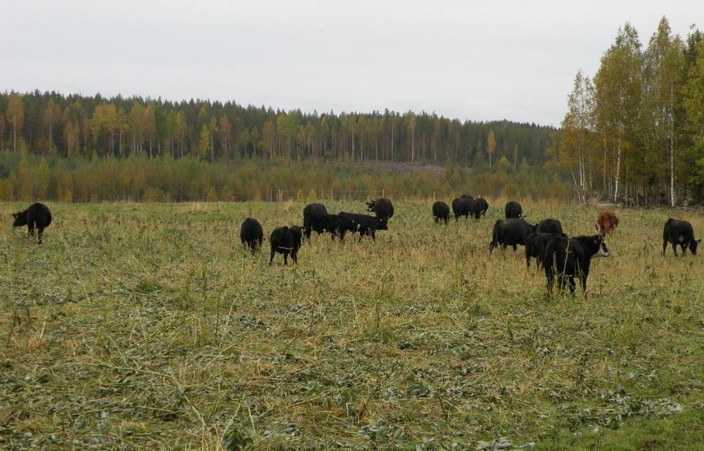 + vehnä