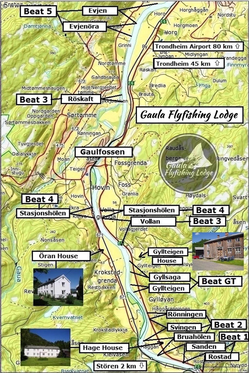 Gaula