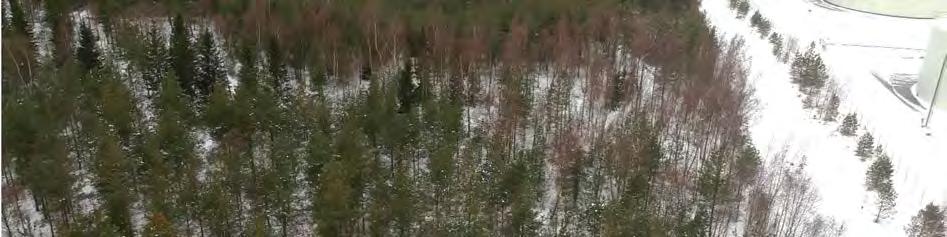 Metsäalueen laajuuden ja metsätyypin perusteella voidaan arvioida, että hankealueella ei ole linnustollista merkitystä.