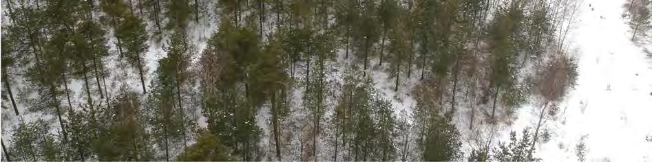 Tyypillistä lintulajistoa hankealueen tyyppisissä biotoopeissa ovat mm. metsäkirvinen, leppälintu, punakylki- ja laulurastas sekä peippo.