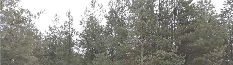 Kuva 43. Hankealueen nuorta mäntymetsää. Kuva on otettu hankealueen lounaisosasta. 17.