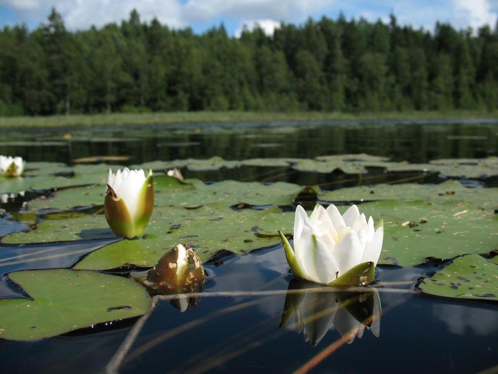ETELÄ-SAVON ALUEET Mäntyharjun reitin pohjoisosa Kyyvesi asukkaat: n.