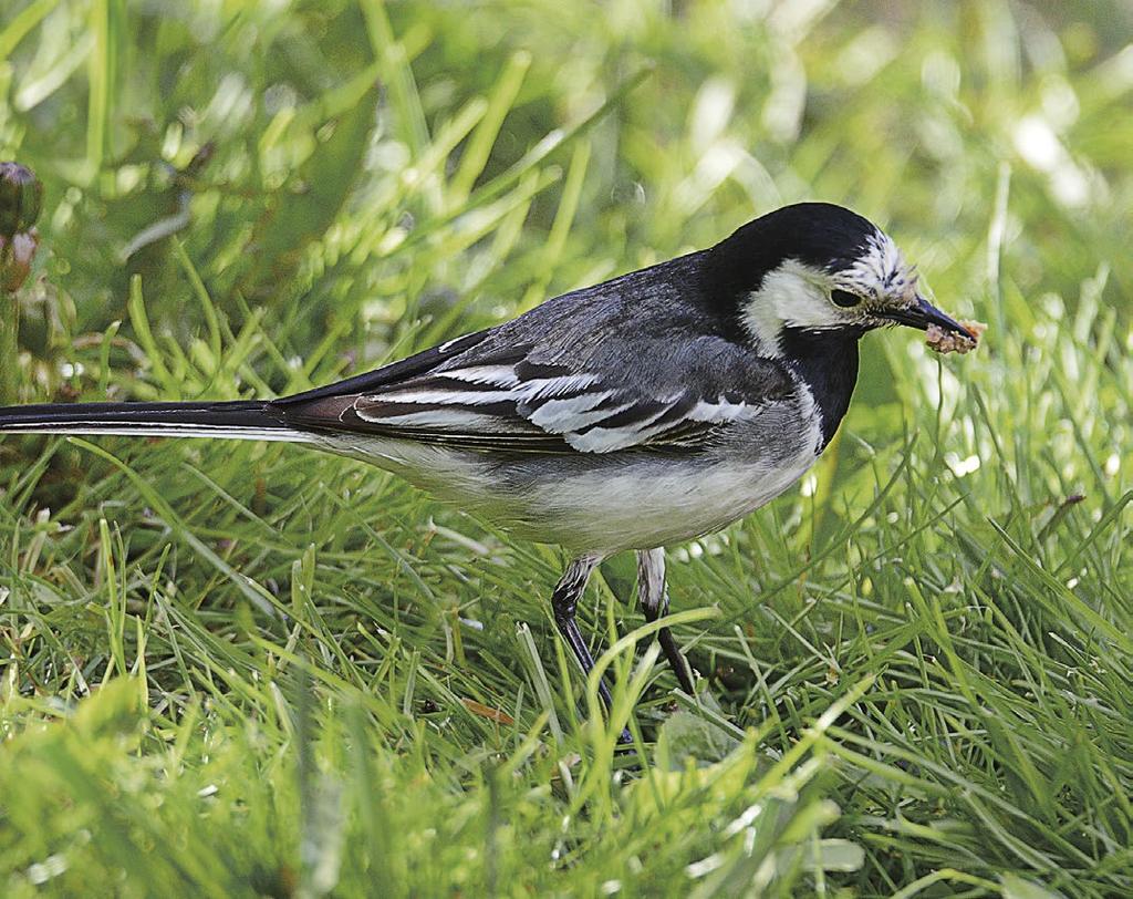 Pihakisa kertynyt 7. Jokaiseen kisaan on osallistunut keskimäärin yhdeksän havainnoijaa.