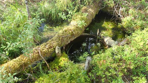 Kohdella on metsälain erityisen tärkeät elinympäristöt: vähäpuustoiset jouto- ja kitumaan suot, enintään 0,5 hehtaarin suuruisten lampien välittömät lähiympäristöt.