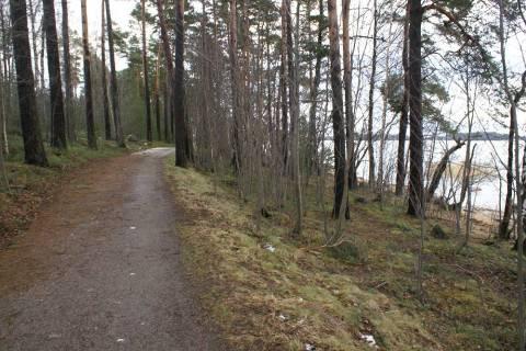 Kuva 11. Kuviolla 1 on hyvin alikasvosta suojaamassa polkua tuulelta. KUVIO 2 Kuviolla kasvaa kookasta mäntyä ja myös koivua, joiden alla on lähes täystiheä männyn taimikko (Taulukko 3).