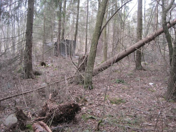 Luoteiskulmassa kuusia on kuivunut pystyyn ja myös alueella kasvavat isommat pihlajat ovat huonokuntoisia. Luoteiskulmaan on syytä tehdä pienaukko, jonka läpimitta on keskimäärin 25 metriä.