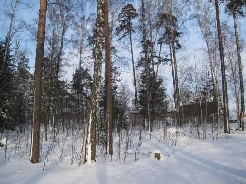 Kuva 14. Suuri osa kuvion ylispuustosta on kaadettava. KUVIO 11 Kuvion männikkö on 25-vuotiasta (Taulukko 12).