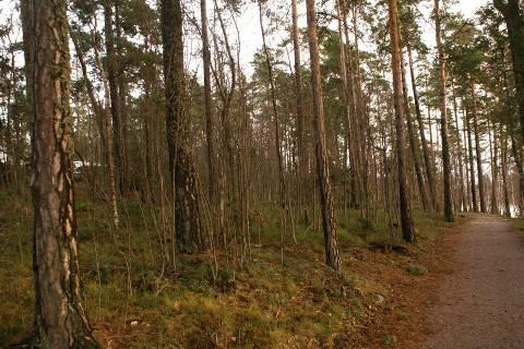 Taulukko 19. Kuvion puustoa käsitellään toisella viisivuotiskaudella.