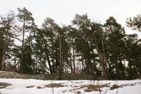 Mattokuusen vieressä kasvavassa kuusessa on havaittavissa lyhytkasvuisuutta. Nämä kuuset tulee säilyttää toimenpiteissä vahingoittumattomina.