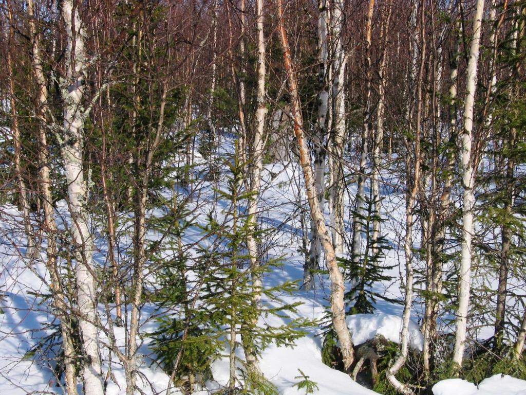 Kaksivaiheinen uudistaminen Avohakkuu luontainen hieskoivikko kuusen