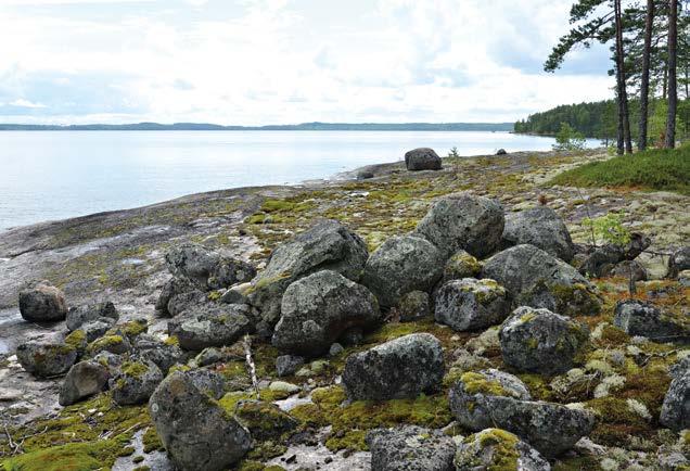 TIESITKÖ, ETTÄ... Saimaalla karuimpiakin kivipintoja peittää paperinohut elämän verho, joka koostuu jäkälistä.