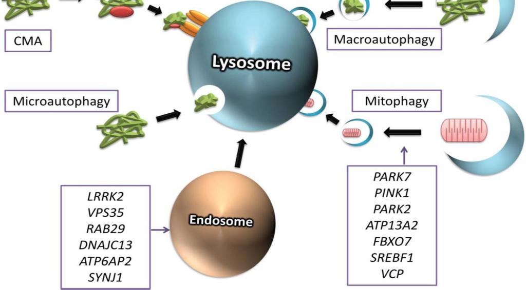 Parkinsonin tauti Monet Parkinsonin taudin riskigeenit koodaavat autofagiareitillä