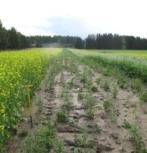 kokonaan liukoista Lannassa typpi on joko liukoista tai sitoutunut orgaaniseen ainekseen Liukoinen typpi on kasveille heti käyttökelpoinen, mutta myös herkästi huuhtoutuva!