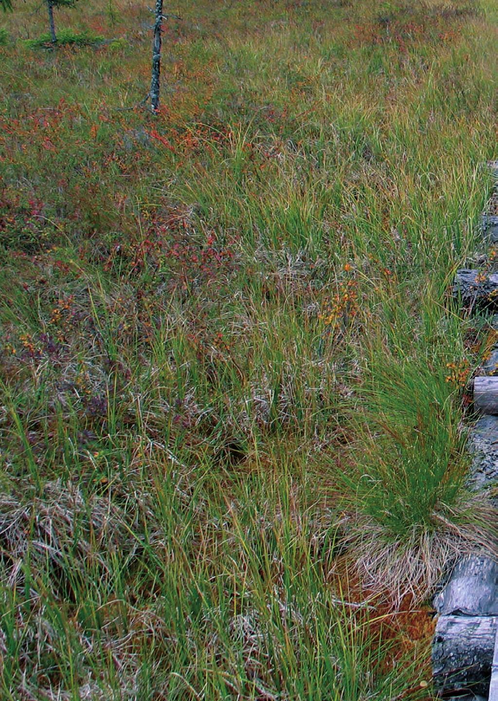 Suomen suot ehtymätön aarreaitta Suomalaisilla soilla on keskeinen rooli kansanperinteessä, luontoelementtinä, luonnonvarana ja ilmastonmuutoksen osatekijänä.
