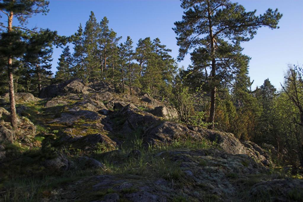 Kuva 4. Alueen itäosan korkeaa kallioaluetta. 2. Kasvillisuus 2.1. Menetelmät Alueen kasvillisuus selvitettiin jakamalla alue kasvupaikkatyyppien mukaisiin kuvioihin.