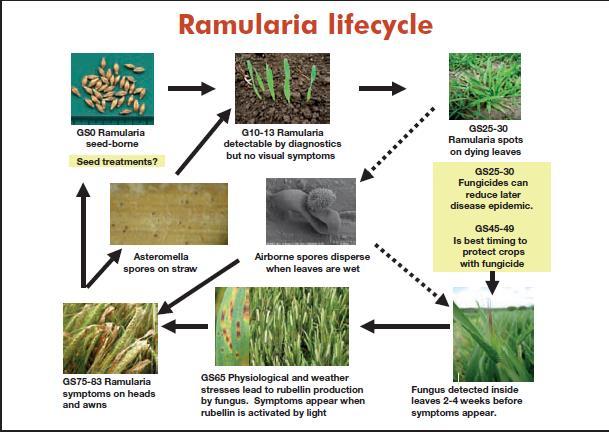 PANTTERILAIKUN ELINKIERTO Oxley et al.