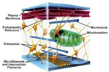 Solun tukiranka http://notesforpakistan.blogspot.com/2010/ 09/cytoskeleton-short-note.