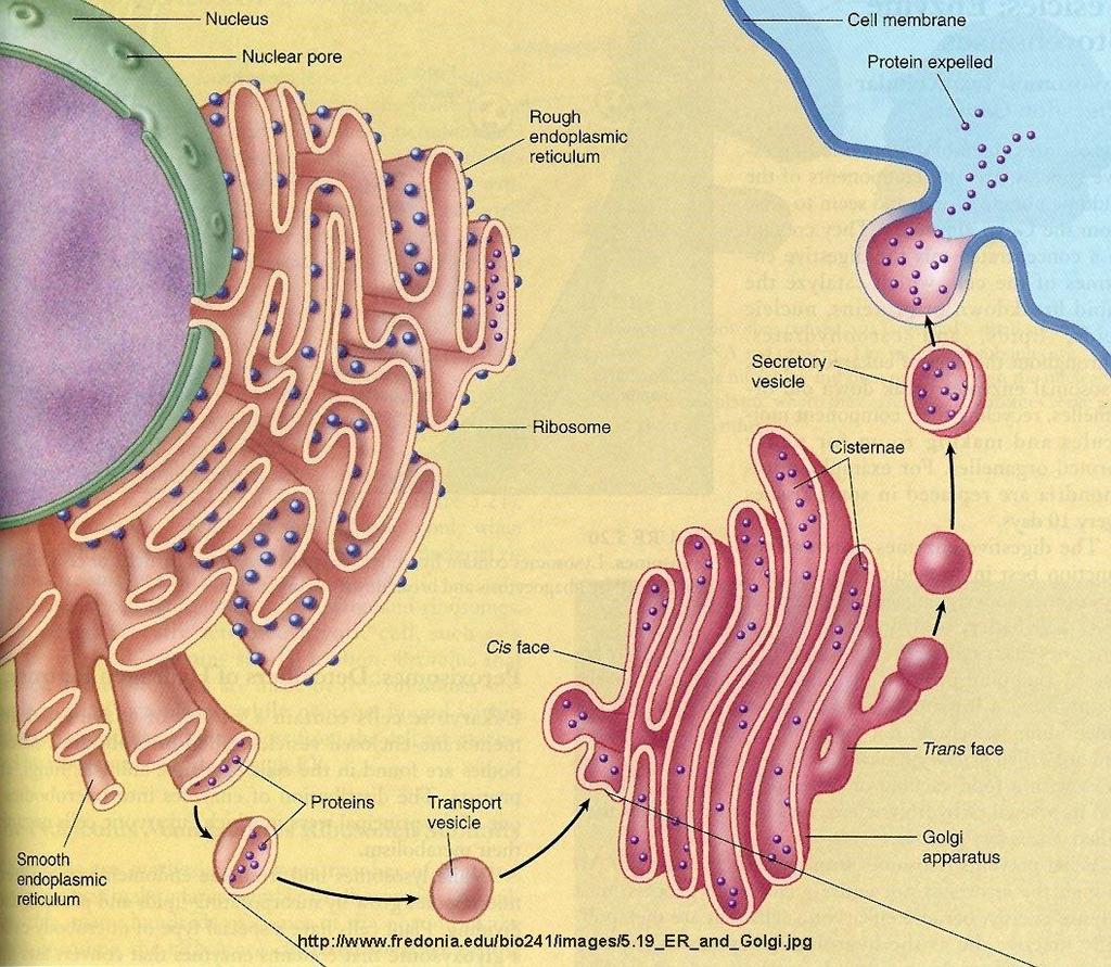 Golgin laite Tuman läheisyydessä Viimeistelee proteiinimolekyylejä -> ns.