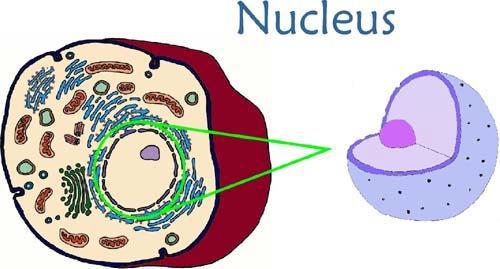 Tuma http://imcurious.wikispaces.com/period+1+midterm +Review+2009 Tumakotelo ympärillä Tumajyvänen eli nucleolus -> sis.