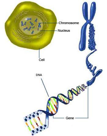 DNA Solunjakautumisten välillä kromosomit DNA-kaksoiskierteenä Haploidissa 23 kromosomia 22 autosomia eli tavallista kromosomia 1 sukupuolikromosomi -> X tai Y Haploideja: munasolut, siittiöt