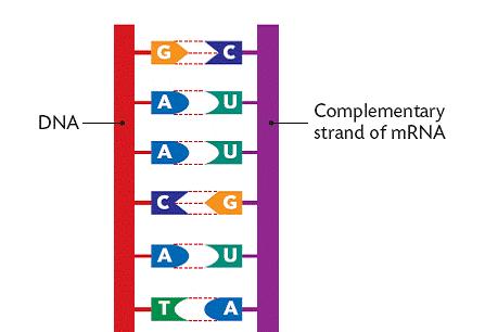 DNA:sta RNA:ksi DNA RNA A = adenosiini T= tymiini U=urasiili G=