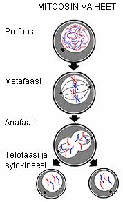 Mitoosi http://www.solunetti.