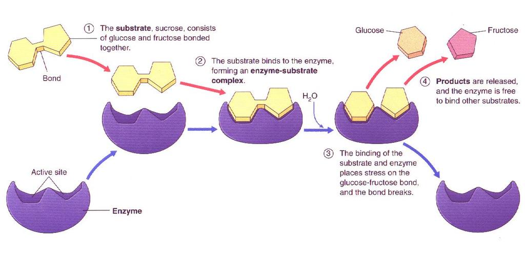 Entsyymin toiminta