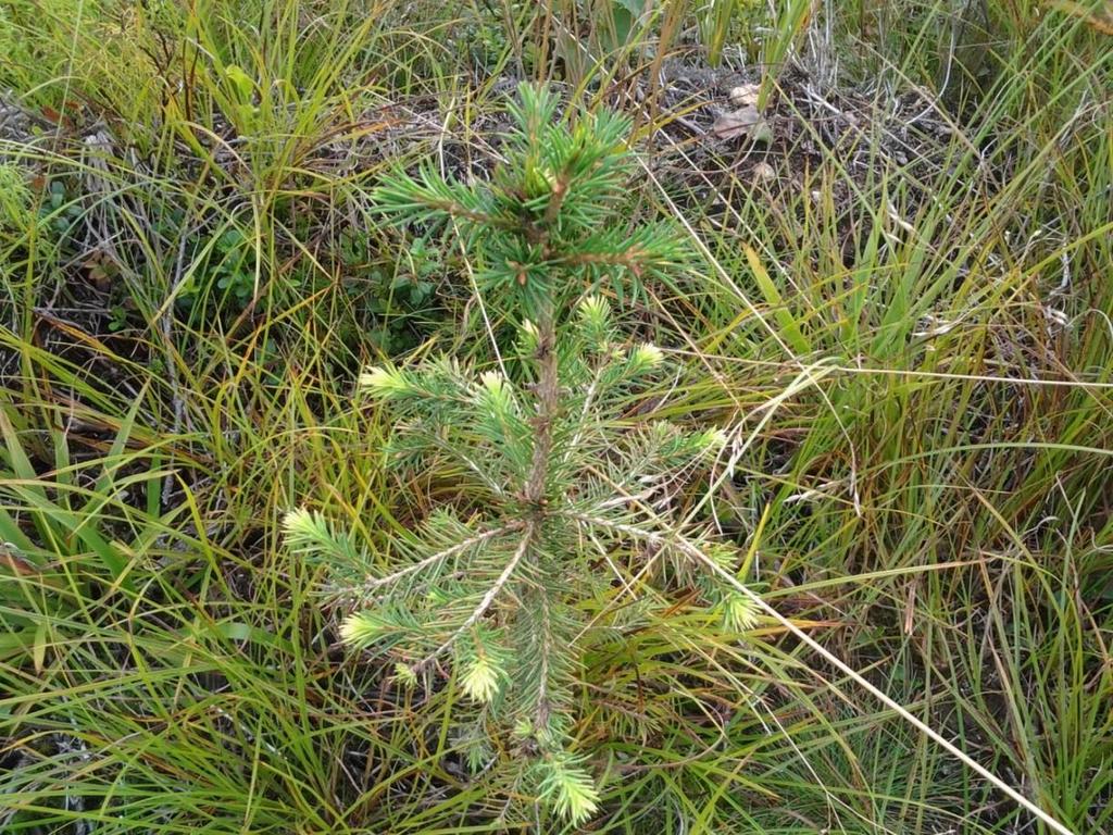 20 Kuva 6. Kesäkohteella useilla taimilla oli jälkikasvua. Kuva on otettu 30.8.2014. (Kotanen 2014.