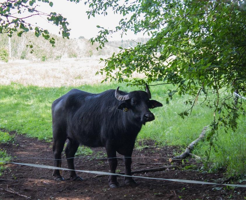 LINKKEJÄ http://jouhkolanlumo.com/lammasloma/ http://tervalepikontorpat.fi/sheep-farm/ http://www.niittykunnas.