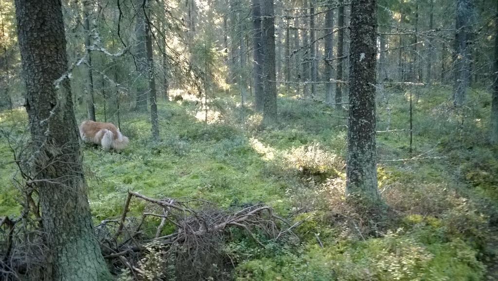 ilmastossa. Tämän vuoksi pohjoiset luonnontuotteet ovatkin aromikkaita ja sisältävät paljon erilaisia vaikuteaineita.