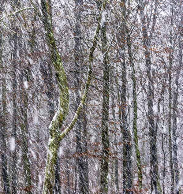 Alkuperäinen raw-kuva oli väreiltään köyhä, joten värien kylläisyyttä on lisätty sekä Vibrance- että Saturation-säätimillä. Tarkennus on etummaisessa puussa, jossa on hyvä kontrasti.