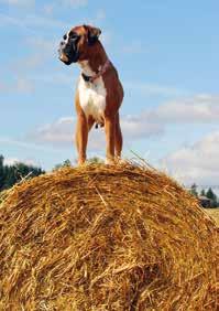 Iniesta ROP-Pentu Cocoon s Storm in a Teacup VSP-Pentu Boxwald s Capitano Corrado ROP-Veteraani Playbox s Panthera VSP-Veteraani Raftsman topgirl to Ma Baker s ROP-Turisti Cocoon s Stand by me