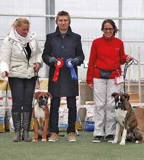 TuomariKerTomus Keväällä 2015 Suomen Bokseriyhdistys lähetti minulle kutsun arvostelemaan Puppy&Veteran Boxer Show, joka pidettäisiin lokakuussa 2015.