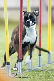 Agility on koirien esteratakilpailu jossa ihminen ohjaa koiran tuomarin suunnitteleman radan läpi virheettömästi ja mahdollisimman nopeasti, koskematta koiraan tai esteisiin.
